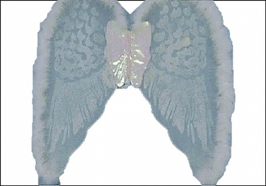 ������ ���� ��� ��� 81X62 �"�