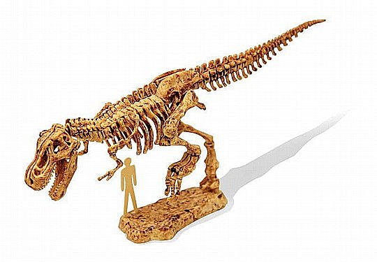 ���� ����������� ������ ��� �������� Buki - T rex