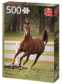 פזל 500 סייח שובב פזל 500 סייח שובב