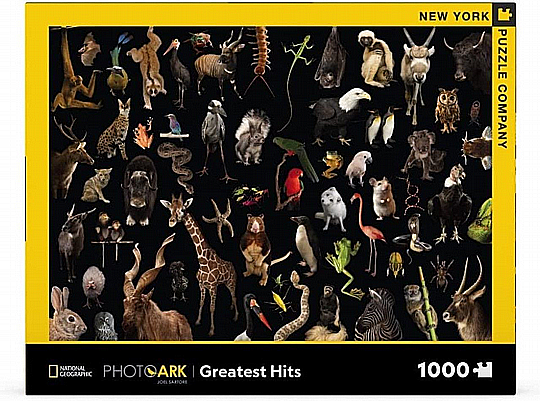 ���� ���� ����� ����� 1000 �����