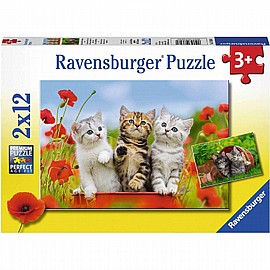פזל 2X12 חתלתולים פזל 2X12 חתלתולים