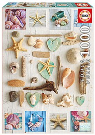 פזל 1000 קולקלציית צדפים פזל 1000 קולקלציית צדפים